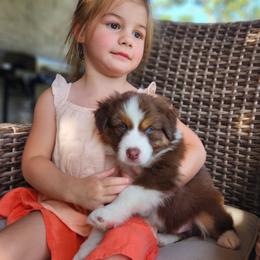 Australian Shepherd Puppies from Out of the Blue Aussies