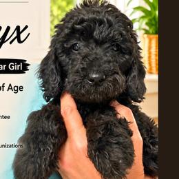 1400.00 Onyx: Black Collar - Black female Goldendoodle puppy in Raceland, Louisiana from Cajun Doodles