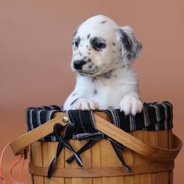 Orange - White and black female Dalmatian puppy in Cottage Grove, Oregon from Hidden Hills Dalmatians