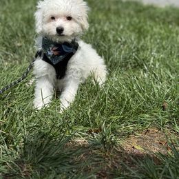Miso Zues - White male Coton de Tulear puppy in Avery Creek, North Carolina from AVLCOTONLOVE