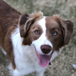 Missy - Border Collie