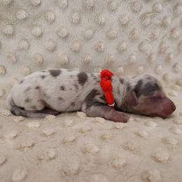 Puppy 3 - Blue and tan male Dachshund puppy in Krum, Texas from Dots N Spots Dachshunds