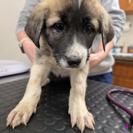 Girl 4 - Fawn female Anatolian Pyrenees puppy in Marysville, Ohio from Brotherton Family Farms
