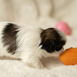 Shih Tzu Puppies from Good Lil Shih Tzu