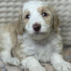 Assorted Doodle Crosses Puppies from LaiCi Doodles