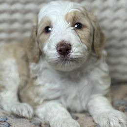 Assorted Doodle Crosses Puppies from LaiCi Doodles