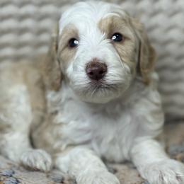 Assorted Doodle Crosses Puppies from LaiCi Doodles