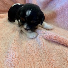 Girl 1 “Jersey” - Tri-color Cavalier King Charles Spaniel puppy in St. Cloud, Minnesota from Embricks Cavaliers