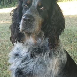 Jazz - English Springer Spaniel