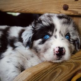Australian Shepherd Puppies from Tru Blu Aussies