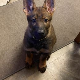 German Shepherd Puppies from Vom Holzhaus German Shepherds