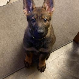 German Shepherd Puppies from Vom Holzhaus German Shepherds