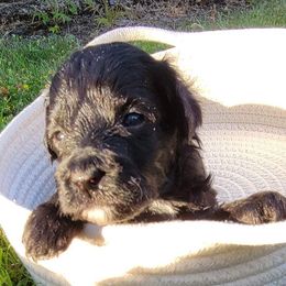 Iris (purple collar) - Black and white Aussiedoodle puppy in Maple Valley, Washington from Feather Valley Farm