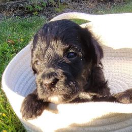Iris (purple collar) - Black and white Aussiedoodle puppy in Maple Valley, Washington from Feather Valley Farm