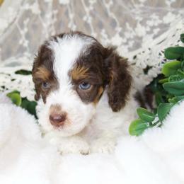 Brown Tri Female - Phantom female Poodle puppy in Belgreen, Alabama from Scott’s Farm Poodles and Doodles