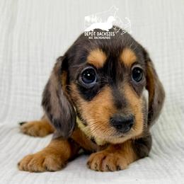 Wire Hair, Black and Tan, Dapple Girl AKC - Black and tan female Dachshund puppy in South Easton, Massachusetts from Depot Dachsies