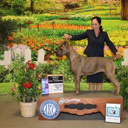 Ch Persephone - Cane Corso