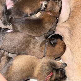 Zebra - Fawn male Belgian Malinois puppy in Briggs, Texas from Madhouse’s Belgian Malinois and German Shepherds