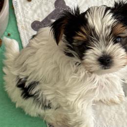 Boy 3 - Black tan and white male Biewer Terrier puppy in Kerhonkson, New York from Arc-en-Ciel Biewers & Maltese