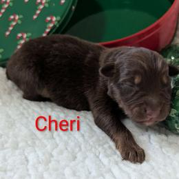 Cheri - Red tri-color female Australian Shepherd puppy in Parker, Colorado from Legacy Ranch Australian Shepherds