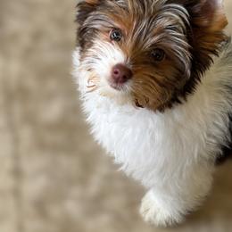 Gwen - Parti female Yorkshire Terrier puppy in Athens, Tennessee from Starr Mountain Yorkies