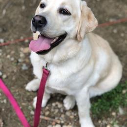 Labrador Retriever All Grown Up from Alley Rock Labradors, LLC