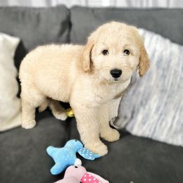 Light Pink - Cream Double Doodle puppy in San Juan, Texas from Cash & June’s Double Doodles