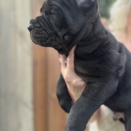 Cane Corso Puppies from Whiskey Stones Cane Corso