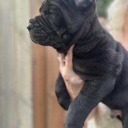 Cane Corso Puppies from Whiskey Stones Cane Corso