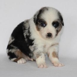 Stetson - Blue merle male Miniature Australian Shepherd puppy in Circleville, Utah from Canyon Creek Aussies