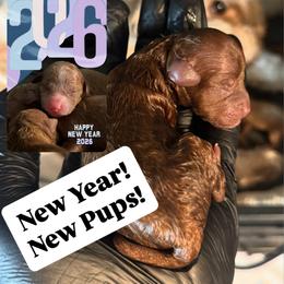 Butterbraid - Red female Cavapoo puppy in Tolono, Illinois from The Golden Rule Doodles