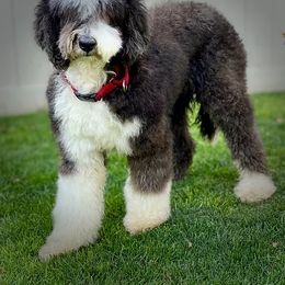 Bernedoodle, Goldendoodle, Poodle, and Sheepadoodle All Grown Up from Dapper Doodles