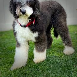 Bernedoodle, Goldendoodle, Poodle, and Sheepadoodle All Grown Up from Dapper Doodles