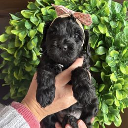 Nina - Black female Cockapoo puppy in Indiana from muddy boots cocker spaniels and cockapoos
