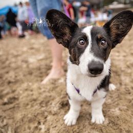 Cardigan Welsh Corgi Puppies from Heart & Soul Corgis