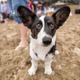 Cardigan Welsh Corgi Puppies from Heart & Soul Corgis