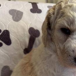 Poodles from Burning Ring of Fire Breeding & Studding