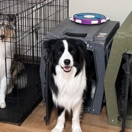 Collies from Relic Collies