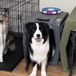 Collies from Relic Collies