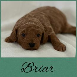 Briar - Red  male Poodle puppy in Dayton, Texas from Wolfe Island Poodles