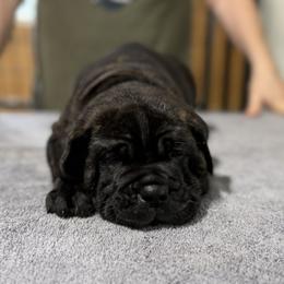 Dark Brown - Black brindle male Cane Corso puppy in Paris, Texas from Knucklehead Cane Corso