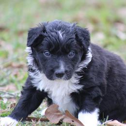Black male - Black male Border Collie puppy in Tylertown, Mississippi from Cool Meadow Farms