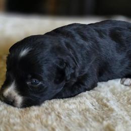 Oakley - Black & white female Miniature Australian Shepherd puppy in Paris, Texas from Blue Envy Mini Aussies