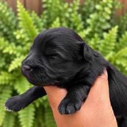 Rolo - Black male Miniature Schnauzer puppy in Dorr, Michigan from Enchanted Paws