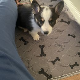 Pembroke Welsh Corgi Puppies from Anita’s little Corgi Haven