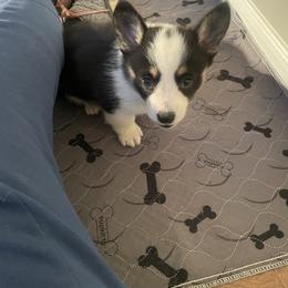 Pembroke Welsh Corgi Puppies from Anita’s little Corgi Haven