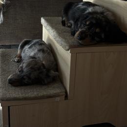 Dachshund Puppies from Mini Dachshunds
