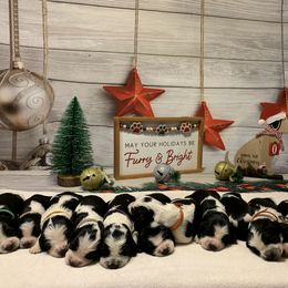 English Springer Spaniel Puppies from Sweet Carolina Springers
