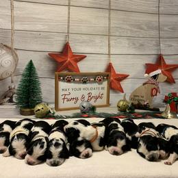 English Springer Spaniel Puppies from Sweet Carolina Springers