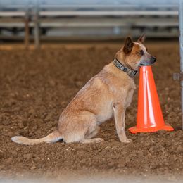 Krizzle - Australian Cattle Dog